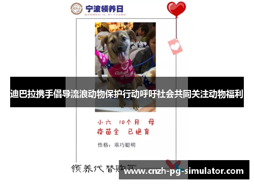 迪巴拉携手倡导流浪动物保护行动呼吁社会共同关注动物福利